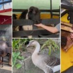 El asadero a 3 horas de Bogotá donde también puede pasear por un ecoparque; ideal para una escapada