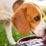 El té curativo para mascotas que regula el azúcar, desinflama y relaja; solo necesita tres ingredientes El té curativo para mascotas que regula el azúcar, desinflama y relaja; solo necesita tres ingredientes