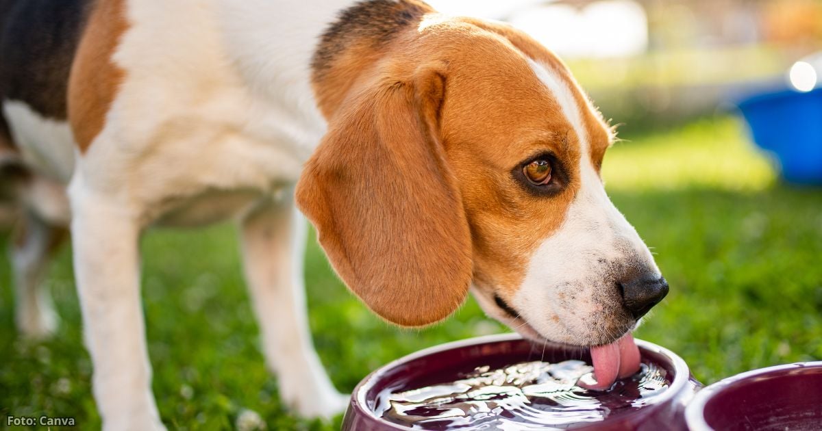 El té curativo para mascotas que regula el azúcar, desinflama y relaja; solo necesita tres ingredientes