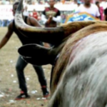 Noticias Antioquia: Gobernación de Antioquia Buscará regular corralejas