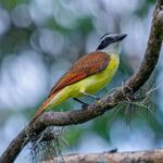 Noticias Antioquia: Más de 200 aves fueron liberadas durante el 2024