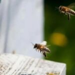 Noticias Antioquia: Unos 54 niños resultaron picados por abejas en Caldas Noticias Antioquia: Unos 54 niños resultaron picados por abejas en Caldas
