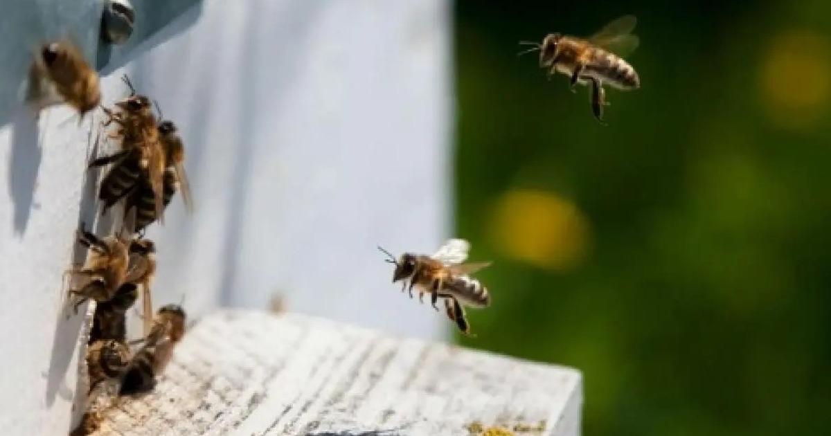 Noticias Antioquia: Unos 54 niños resultaron picados por abejas en Caldas