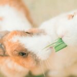¿Cómo debemos alimentar a nuestros conejos? El forraje, clave según la nueva guía nutricional de FEDIAF ¿Cómo debemos alimentar a nuestros conejos? El forraje, clave según la nueva guía nutricional de FEDIAF