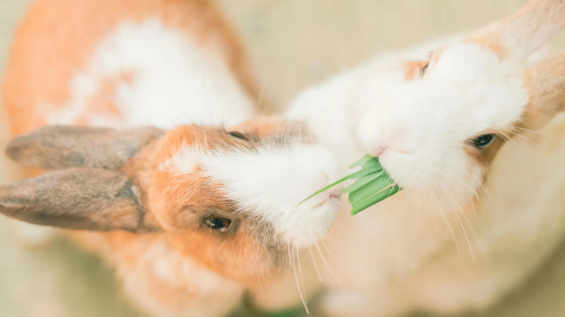 ¿Cómo debemos alimentar a nuestros conejos? El forraje, clave según la nueva guía nutricional de FEDIAF ¿Cómo debemos alimentar a nuestros conejos? El forraje, clave según la nueva guía nutricional de FEDIAF