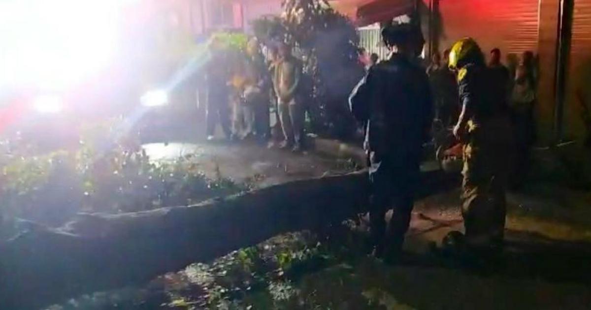Noticias Medellín: Caída de un árbol dejó dos policías heridos