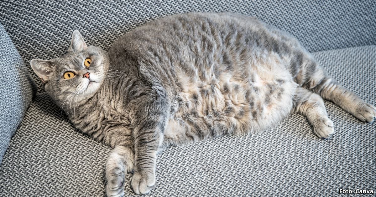 Esta es la razón por la que los gatos tienden a ser obesos; así lo soluciona en casa