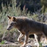 PP, Vox, Junts y PNV se unen en el Congreso para obligar al Gobierno a rebajar la protección del lobo