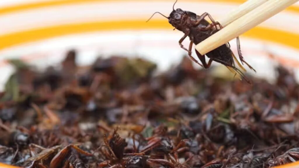 Comer insectos: una innovación alimentaria que exige los máximos controles de calidad