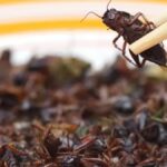 Comer insectos: una innovación alimentaria que exige los máximos controles de calidad