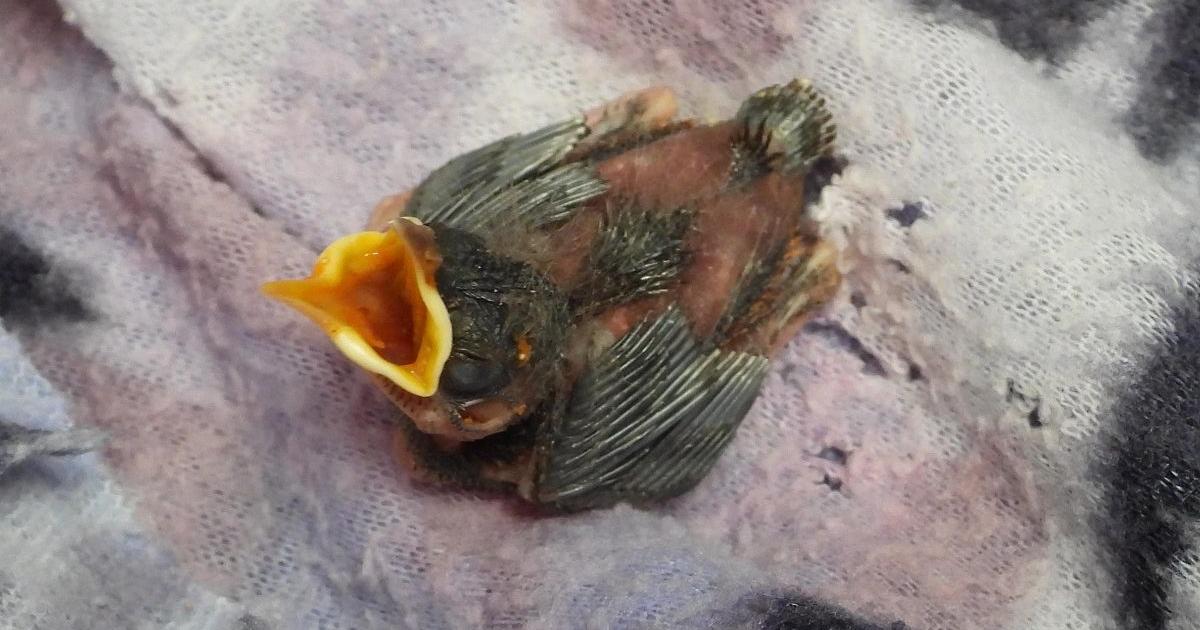 Noticias Medellín: No coger polluelos, sus padres están cerca con alimento