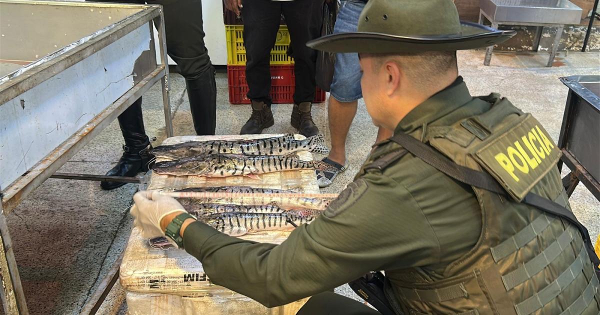 Noticias Medellín: Incautan más de 341 kilos de pescado Noticias Medellín: Incautan más de 341 kilos de pescado