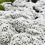 Noticias Antioquia: San Valentín y el 17,6% de exportaciones de flores