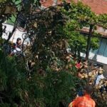 Noticias Medellín: Un policía murió luego que le cayera un árbol