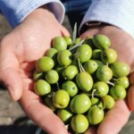 La cantidad de aceitunas exacta que puedes comer para controlar el colesterol La cantidad de aceitunas exacta que puedes comer para controlar el colesterol