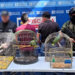 Noticias Medellín: Dos hombres acusados de mantener aves enjauladas