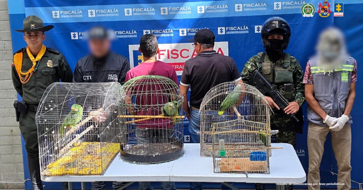 Noticias Medellín: Dos hombres acusados de mantener aves enjauladas
