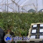 Cómo logró un floricultor volver los arándanos una fruta de exportación Cómo logró un floricultor volver los arándanos una fruta de exportación