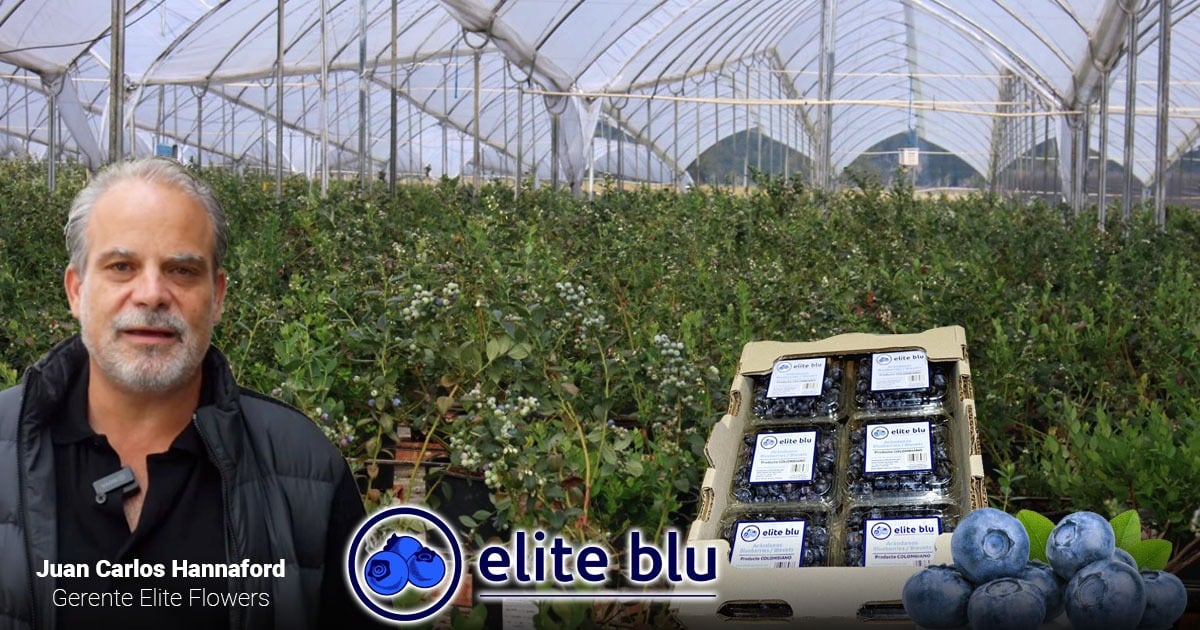 Cómo logró un floricultor volver los arándanos una fruta de exportación