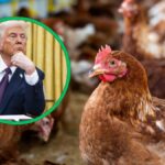 Crisis de los huevos en EEUU: comienzan a alquilar gallinas tras los cambios de precio