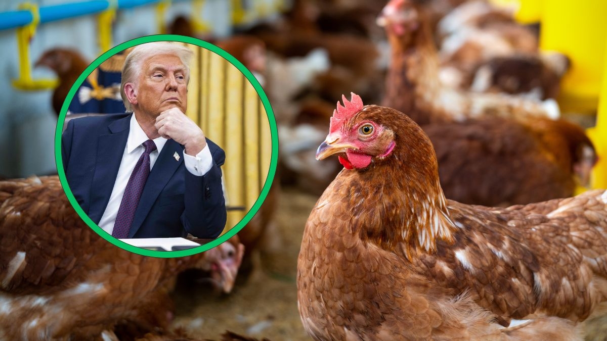Crisis de los huevos en EEUU: comienzan a alquilar gallinas tras los cambios de precio