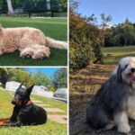 Las 5 mascotas de los famosos colombianos que les costaron millones