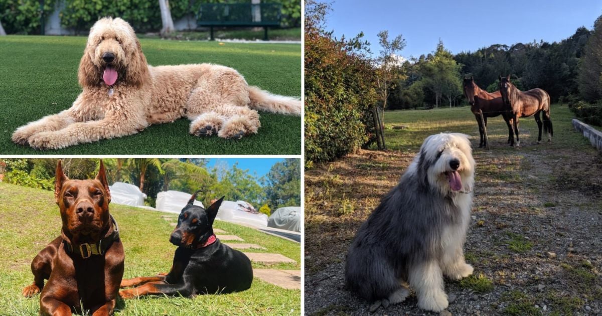 Las 5 mascotas de los famosos colombianos que les costaron millones