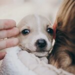 Si crees que estás listo para convivir con un perro, estos cuestionarios te ayudarán a comprobarlo