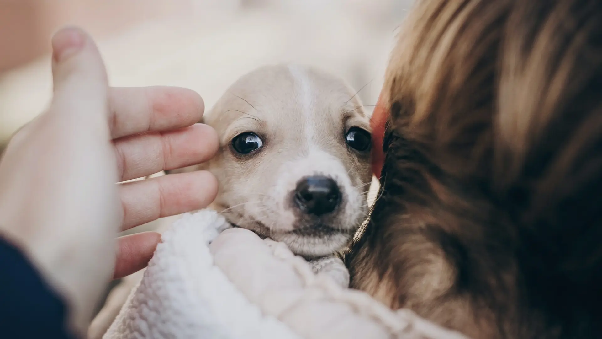 Si crees que estás listo para convivir con un perro, estos cuestionarios te ayudarán a comprobarlo Si crees que estás listo para convivir con un perro, estos cuestionarios te ayudarán a comprobarlo