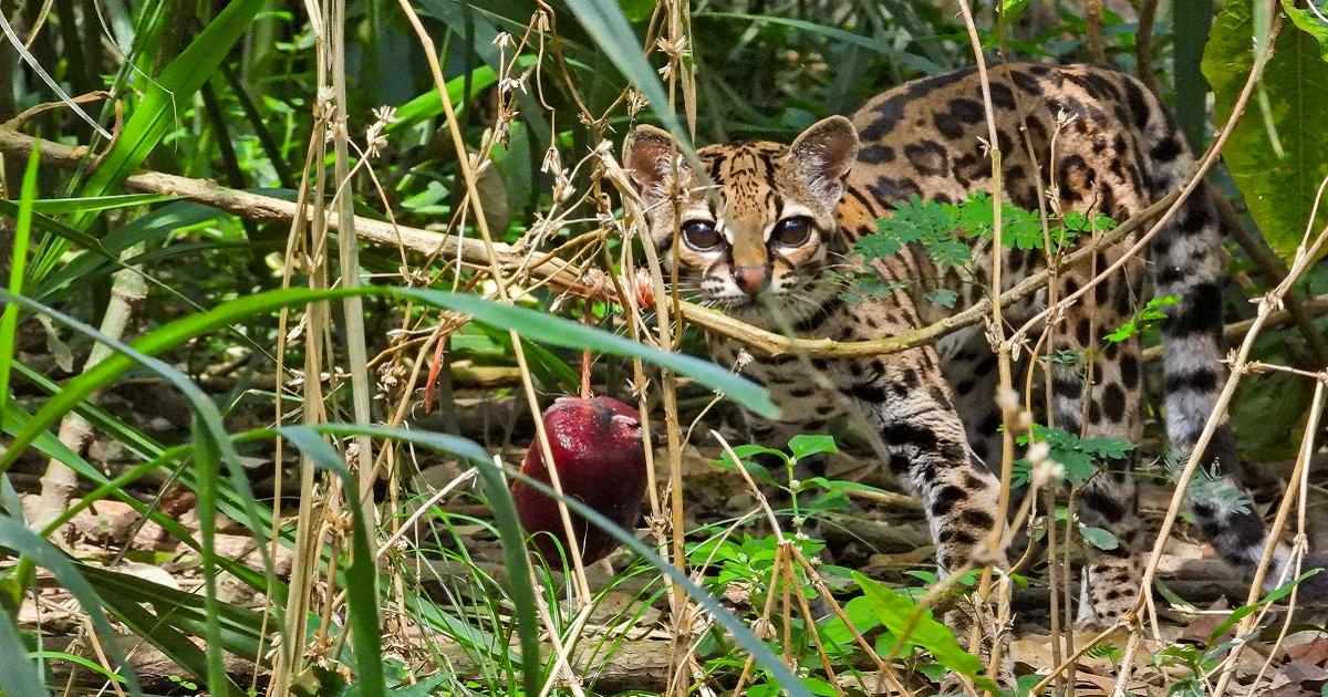 Noticias Antioquia: Alimentación, clave para recuperar la fauna silvestre