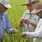 Noticias Medellín: Alerta por posible desabastecimiento de arroz Noticias Medellín: Alerta por posible desabastecimiento de arroz