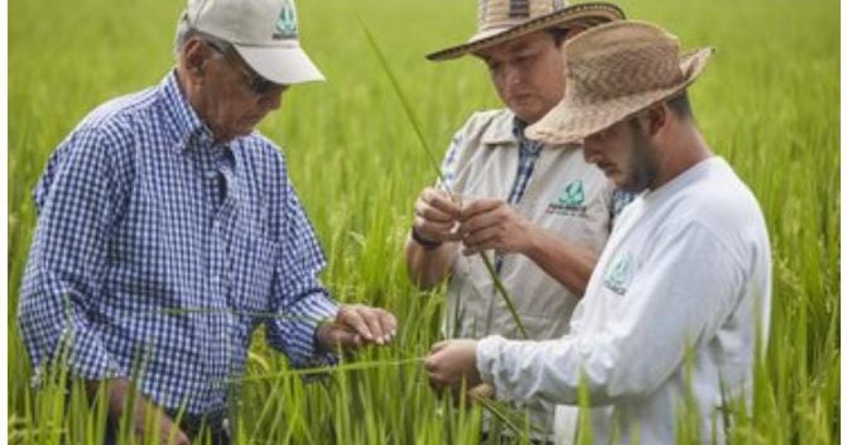 Noticias Medellín: Alerta por posible desabastecimiento de arroz Noticias Medellín: Alerta por posible desabastecimiento de arroz