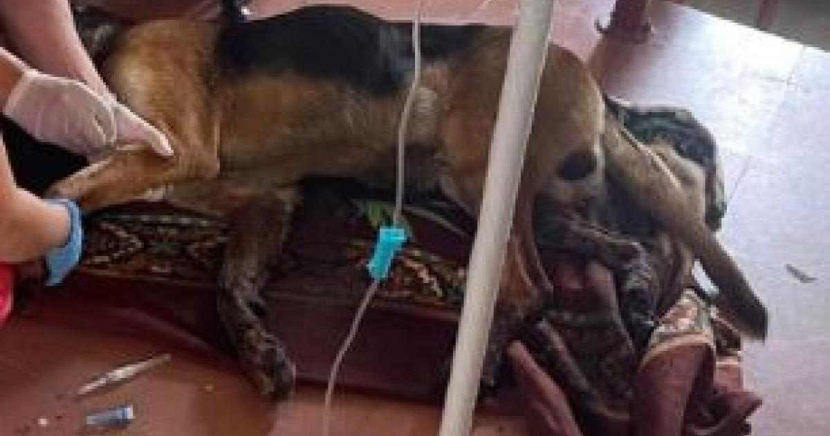 Noticias Antioquia: Envenenan a dos perros y tres gatos en una semana