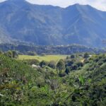 Noticias Antioquia: Cafeteros resaltan aumento exponencial de producción