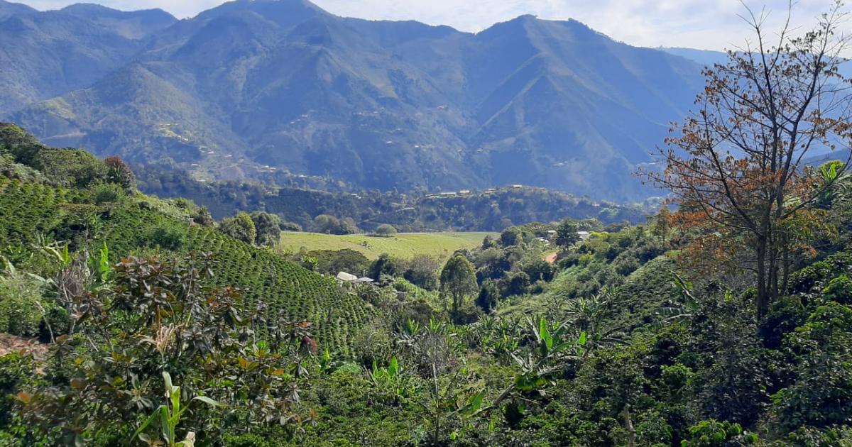 Noticias Antioquia: Cafeteros del Oriente recibirán apoyo para sus cosechas Noticias Antioquia: Cafeteros del Oriente recibirán apoyo para sus cosechas
