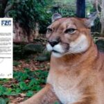 Noticias Colombia: Puma se escapó del zoológico y falleció después