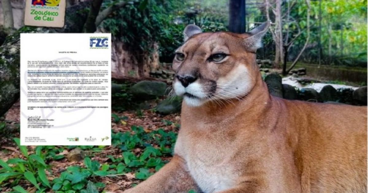 Noticias Colombia: Puma se escapó del zoológico y falleció después