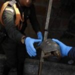 Noticias Medellín: Mujer fue judicializada por cautiverio de tortugas Noticias Medellín: Mujer fue judicializada por cautiverio de tortugas