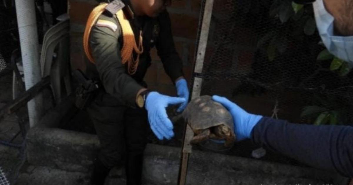 Noticias Medellín: Mujer fue judicializada por cautiverio de tortugas