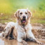 Cuidado con las mascotas, las intensas lluvias dejan en España un ambiente idóneo para los parásitos