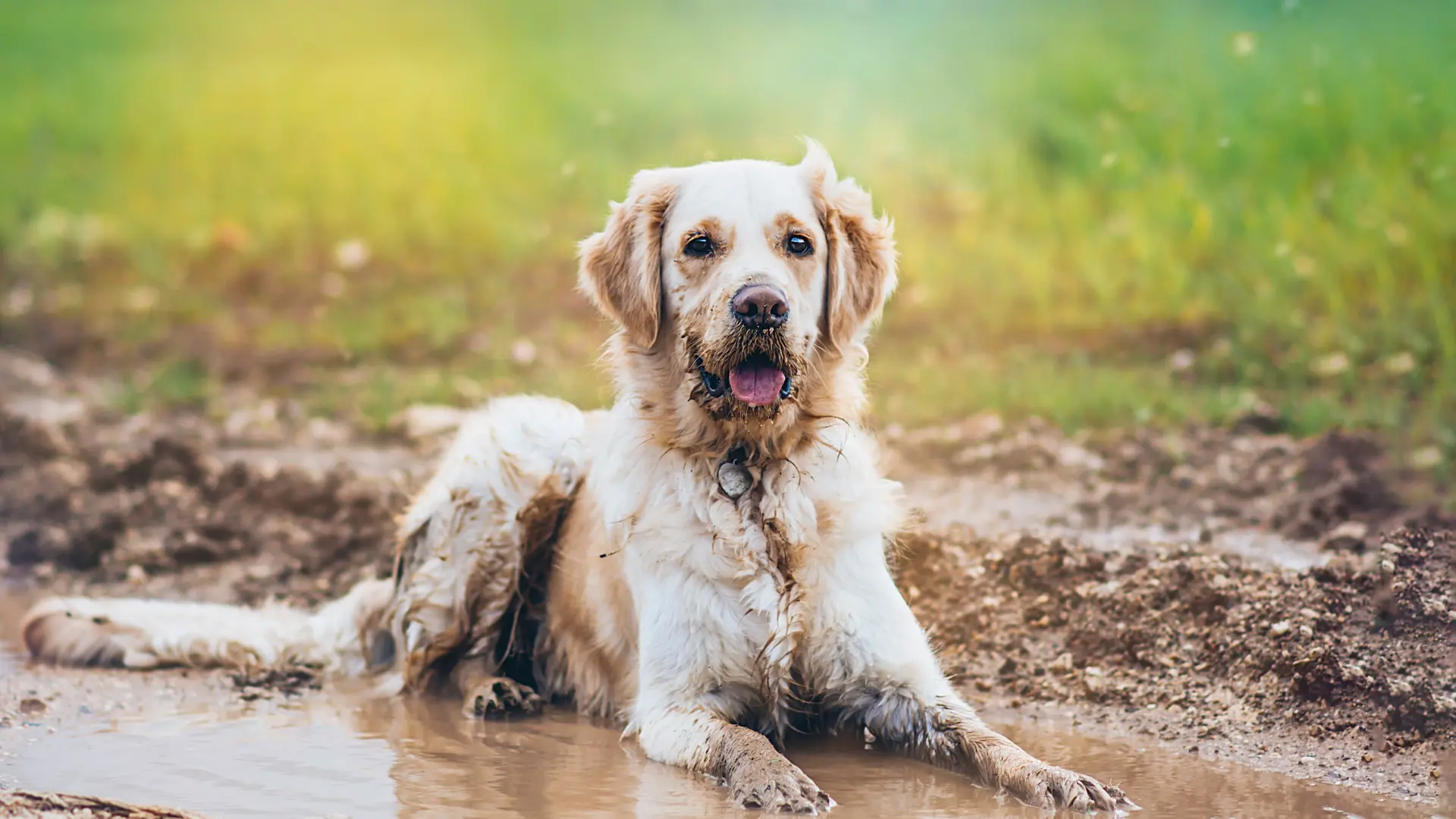 Cuidado con las mascotas, las intensas lluvias dejan en España un ambiente idóneo para los parásitos