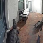El susto de muerte de un hombre en Florida al observar por su mirilla y encontrarse a dos caimanes en su puerta