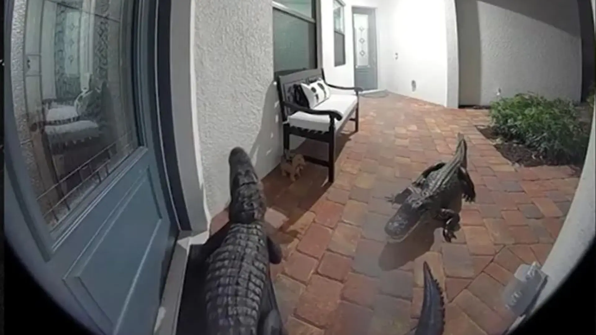 El susto de muerte de un hombre en Florida al observar por su mirilla y encontrarse a dos caimanes en su puerta El susto de muerte de un hombre en Florida al observar por su mirilla y encontrarse a dos caimanes en su puerta