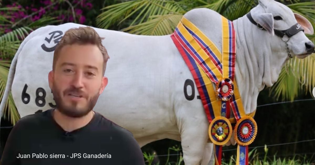 La vaca Lunita del ganadero paisa Juan Pablo Sierra por la que pagaron casi mil millones