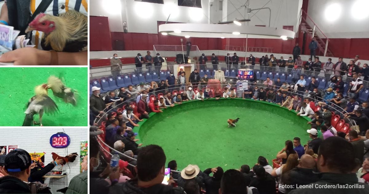 San Miguel, el templo donde juegan los últimos galleros en Bogotá