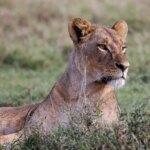 Una niña de 14 años muere por el ataque de una leona en Kenia