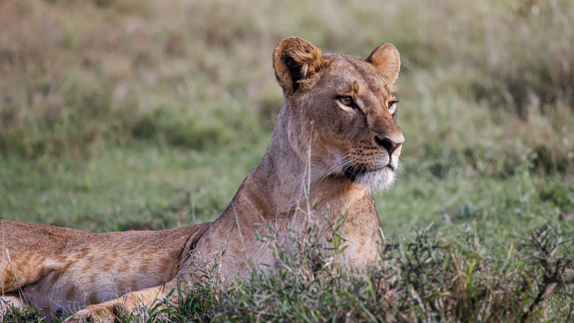 Una niña de 14 años muere por el ataque de una leona en Kenia Una niña de 14 años muere por el ataque de una leona en Kenia