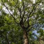 Noticias Medellín: Seis especies de árboles podrían mitigar contaminación