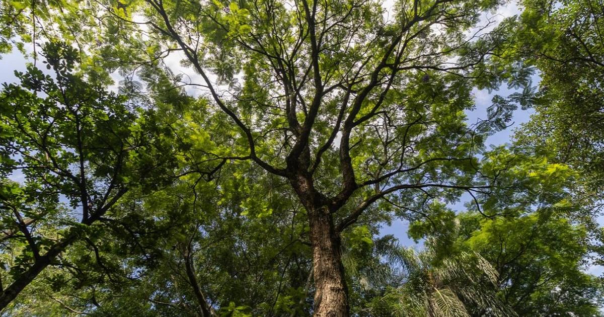 Noticias Medellín: Seis especies de árboles podrían mitigar contaminación