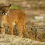 Noticias Antioquia: Las acciones para evitar que sea cazado un puma